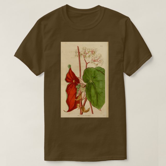 Camiseta Begonia sanguinea (Diseño del anverso)