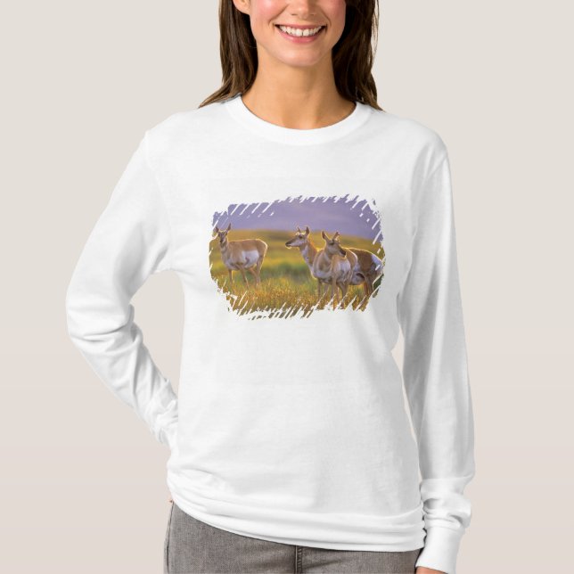Camiseta Berrendo antílope en Montana (Anverso)