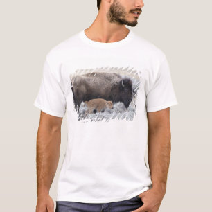 Camiseta Bisonte vaca y ternero, Yellowstone