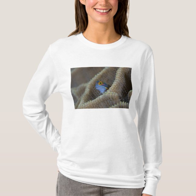 Camiseta Blenny fish Blenniidae) apuntando hacia fuera (Anverso)