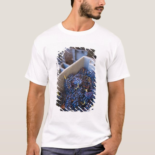 Camiseta Bodega Marques de Riscal bodega, uvas (Anverso)