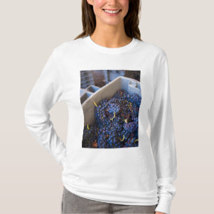 Camiseta Bodega Marques de Riscal bodega, uvas