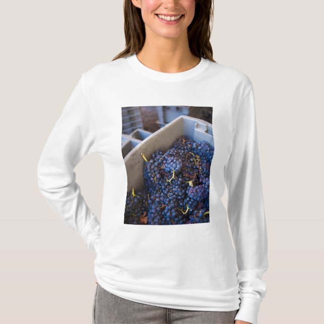 Camiseta Bodega Marques de Riscal bodega, uvas (Anverso)