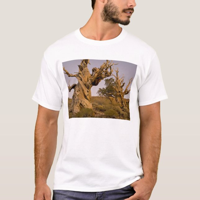 Camiseta Bosque Antiguo Bristlecone, Montañas Blancas, CA (Anverso)