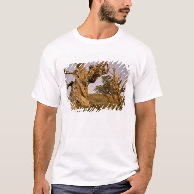 Camiseta Bosque Antiguo Bristlecone, Montañas Blancas, CA (Anverso)