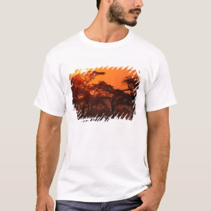 Camiseta Bosque de acacia silueteado al atardecer, Tarangir