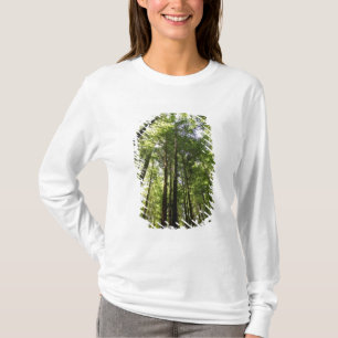 Camiseta Bosque de Secuoyas, Rotorua, Nueva Zelanda