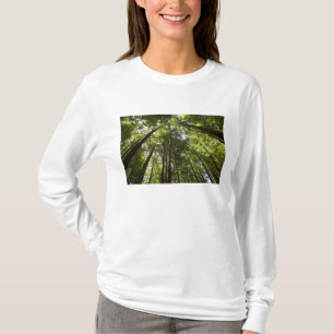 Camiseta Bosque Redwood, Rotorua, Nueva Zelanda 2