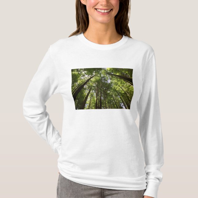 Camiseta Bosque Redwood, Rotorua, Nueva Zelanda 2 (Anverso)