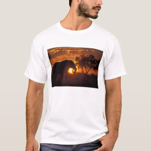 Camiseta Botsuana, Parque Nacional Chobe, Elefante macho