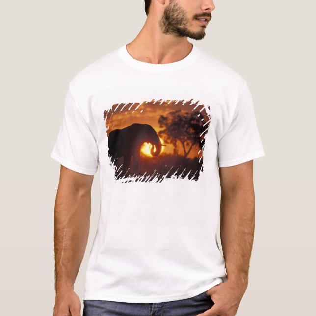 Camiseta Botswana, Parque Nacional Chobe, Elefante macho (Anverso)