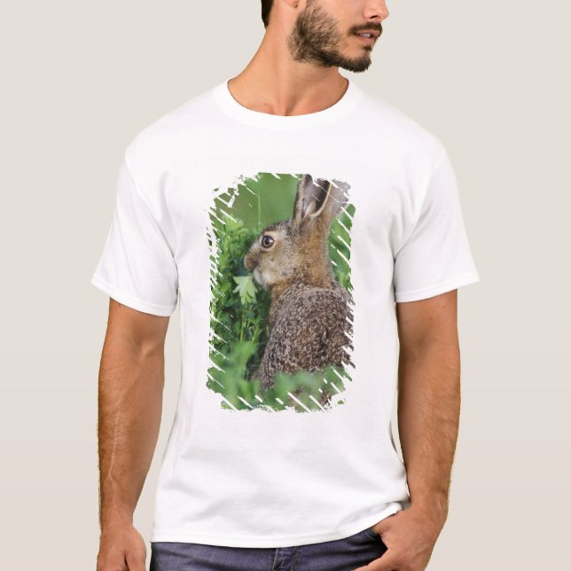 Camiseta Brown Hare, Lepus europaeus, comida joven, (Anverso)