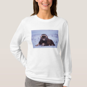 Camiseta buey almizclero joven, Ovibos moschatus, toro jove