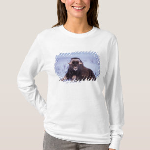 Camiseta buey almizclero joven, Ovibos moschatus, toro jove