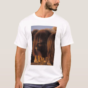 Camiseta buey almizclero, Ovibos moschatus, ternero recién