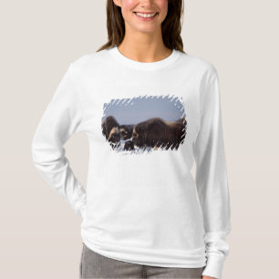 Camiseta buey almizclero, Ovibos moschatus, toro y vaca