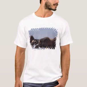Camiseta buey almizclero, Ovibos moschatus, toro y vaca