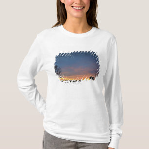 Camiseta Búfalo en la puesta del sol en parque nacional de