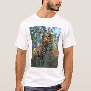 Camiseta Búho barrado en reposo en algún musgo español