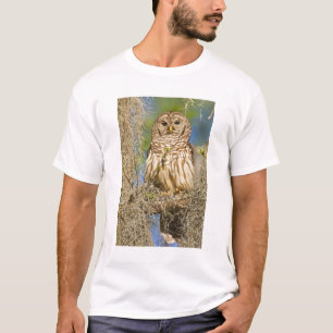 Camiseta Búho barrado (Strix varia) posado en un ciprés