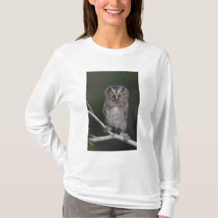 Camiseta Búho Chillón Oriental, Megascops asio, Otus 2