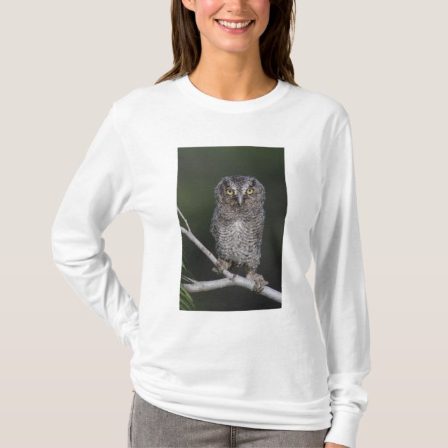 Camiseta Búho Chillón Oriental, Megascops asio, Otus 2 (Anverso)