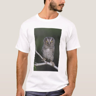 Camiseta Búho chillón oriental, Megascops asio, Otus 2