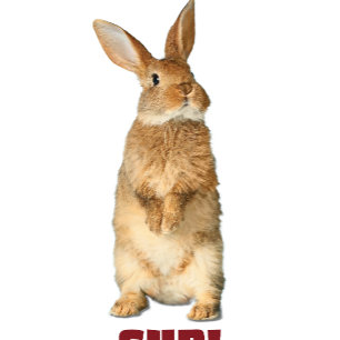 Camiseta Bunny Sup!