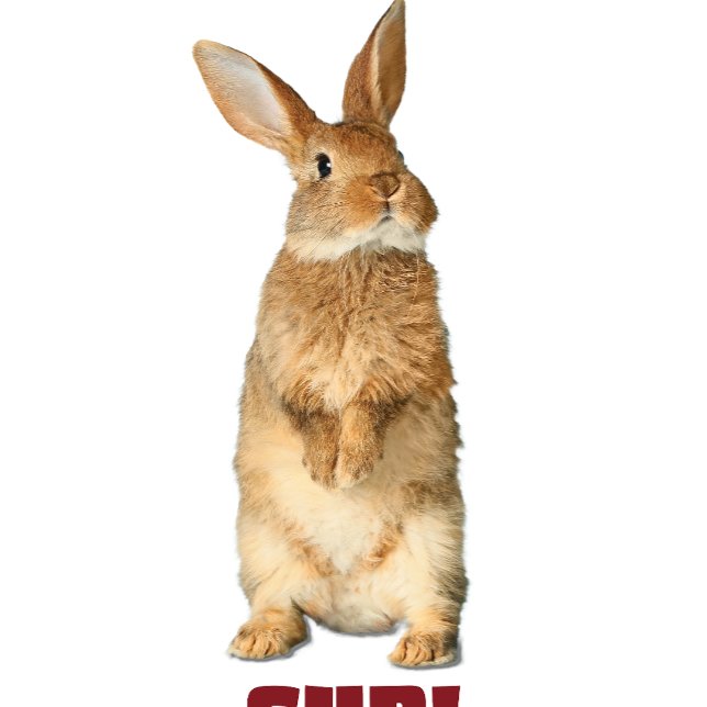 Camiseta Bunny Sup! (Subido por el creador)