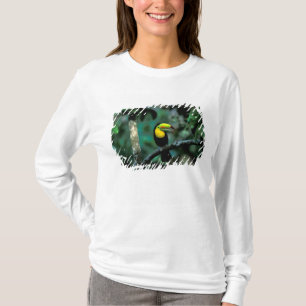 Camiseta CA, Panamá, NP Soberanía, Tucán Pico Canoa