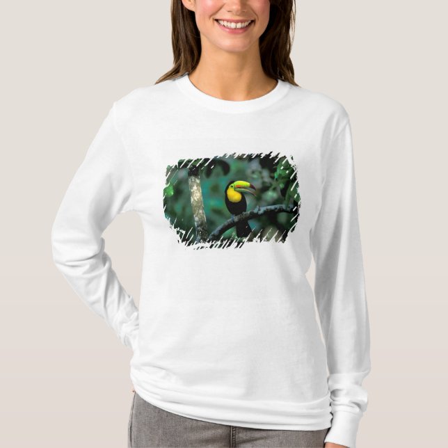 Camiseta CA, Panamá, NP Soberanía, Tucán Pico Canoa (Anverso)