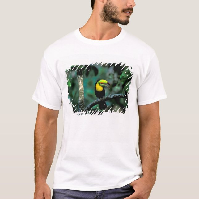 Camiseta CA, Panamá, PN Soberanía, Tucán Pico Canoa (Anverso)