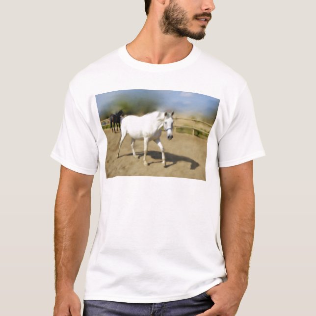 CAMISETA CABALLO BLANCO PINTADO (Anverso)