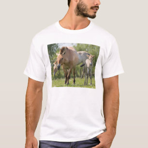 Camiseta Caballo de Przewalski y potro caminando