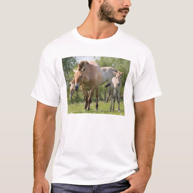 Camiseta Caballo de Przewalski y potro caminando (Anverso)