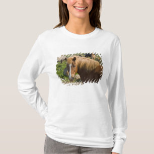 Camiseta Caballos islandeses en el noreste de Islandia.