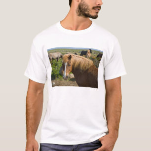 Camiseta Caballos islandeses en el noreste de Islandia.