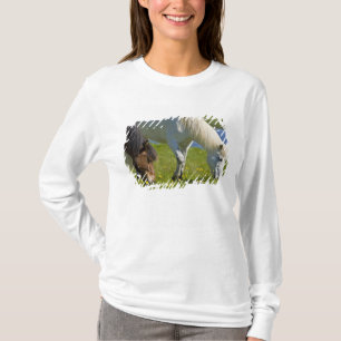 Camiseta Caballos islandeses en el oeste de Islandia.