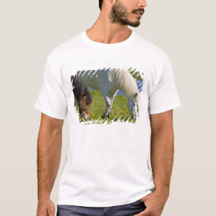 Camiseta Caballos islandeses en Islandia occidental.