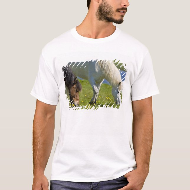Camiseta Caballos islandeses en Islandia occidental. (Anverso)