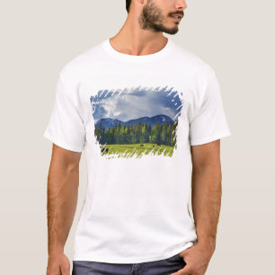Camiseta Caballos pastan en pastizal cerca de Whitefish,