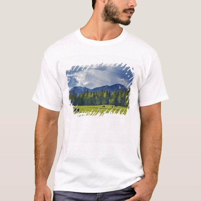 Camiseta Caballos pastan en pastizal cerca de Whitefish, (Anverso)