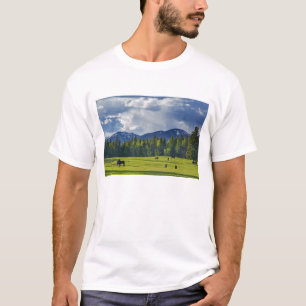 Camiseta Caballos pastan en pastizal cerca de Whitefish,