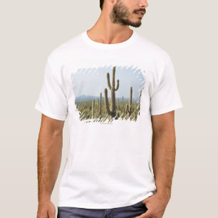 Camiseta Cactus en el parque nacional de Saguaro, Arizona 2