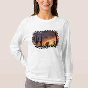 Camiseta cactus saguaro, Carnegiea gigantea, después