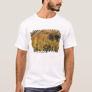 Camiseta Cactus saguaro en el Parque Nacional Saguaro cerca