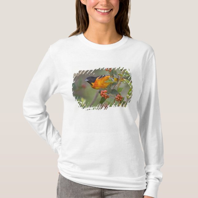 Camiseta Calandria de Baltimore (Anverso)