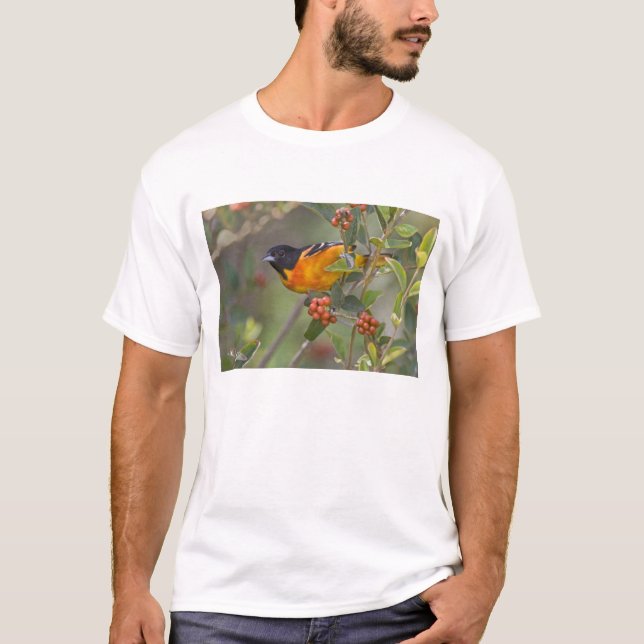 Camiseta Calandria de Baltimore (Anverso)