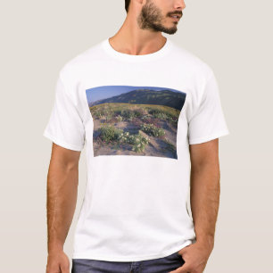 Camiseta California, Desierto Anza-Borrego SP, Arena