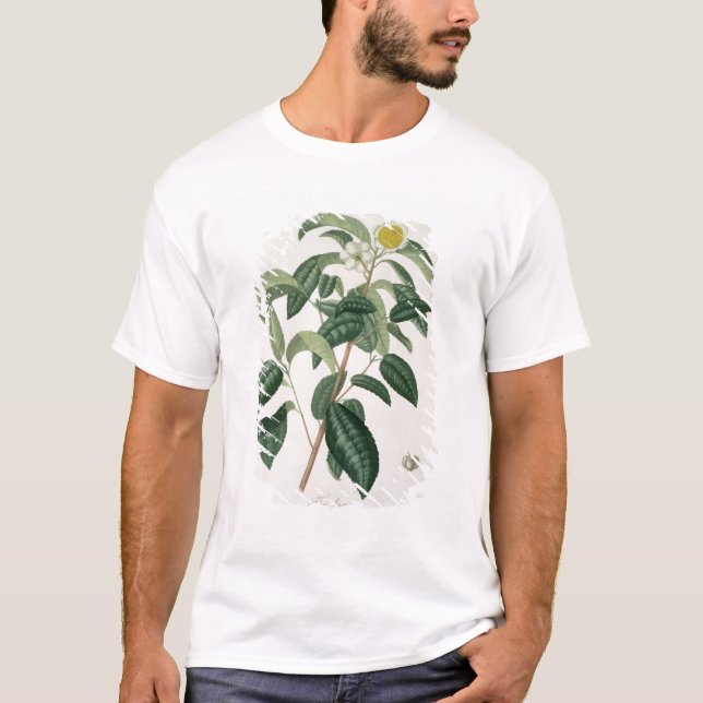 Camiseta Camelia Thea de "Phytographie Medicale" por Jose (Anverso)